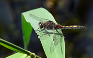 Yellow-spotted Whiteface (Male, Leucorrhinia pectoralis)